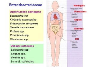 E coli treatment