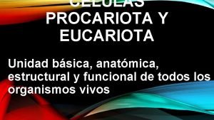 CLULAS PROCARIOTA Y EUCARIOTA Unidad bsica anatmica estructural
