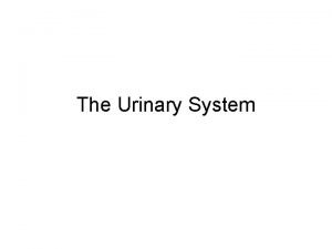 The Urinary System Functions of the Urinary System
