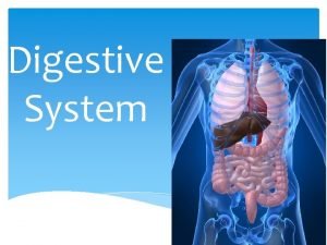 Digestive System The digestive system is responsible for