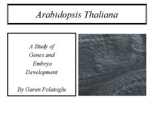 Arabidopsis Thaliana A Study of Genes and Embryo