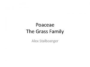 Poaceae The Grass Family Alex Stalboerger Poaceae 900