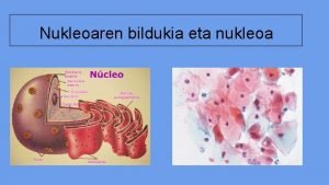 Nukleoaren bildukia eta nukleoa Nukleoaren bildukia Zelula eukariotikoak