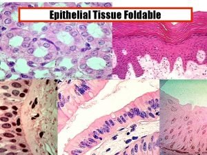 Epithelial tissue pogil