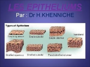LES EPITHELIUMS Par Dr H KHENNICHE Les tissus