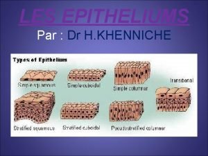 Epethelium pavimenteu