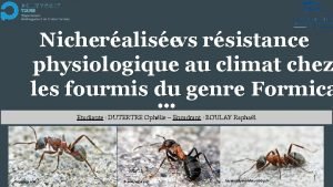 Nicheralisevs rsistance physiologique au climat chez les fourmis