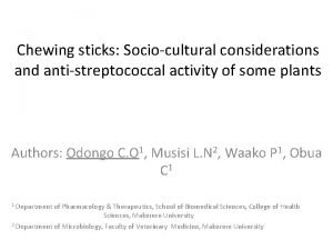 Chewing sticks Sociocultural considerations and antistreptococcal activity of