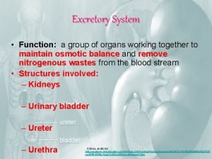 Excretory system parts and functions