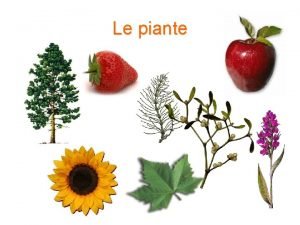 Le piante Tutte le piante hanno in comune