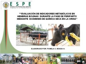 EVALUACIN DE INDICADORES METABLICOS EN HEMBRAS BOVINAS DURANTE