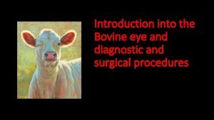 Bovine eye anatomy