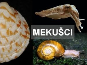 MEKUCI Koljeno Mekuci Mollusca 1 Kakva je simetrija