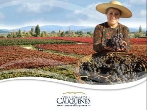 History Cooperativa Agrcola Vitivincola de Cauquenes Ltda better