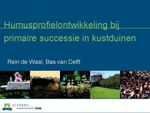 Humusprofielontwikkeling bij primaire successie in kustduinen Rein de