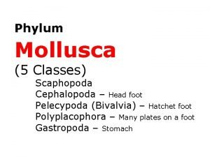 Phylum Mollusca 5 Classes Scaphopoda Cephalopoda Head foot