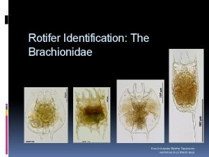 Rotifer Identification The Brachionidae Hue University Rotifer Taxonomy