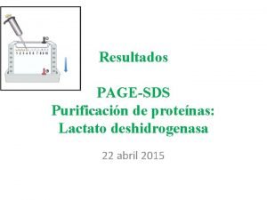 Resultados PAGESDS Purificacin de protenas Lactato deshidrogenasa 22