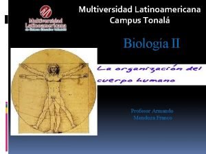Musculatura estriada Musculatura estriada