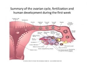 Menstrual Cycle Hormonal control Menstrual cycle is the