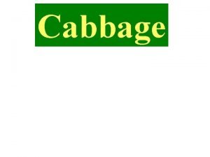 Cabbage Botanical Name Brassica oleracea var capitata L