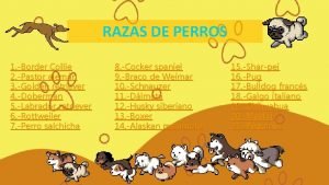 RAZAS DE PERROS 1 Border Collie 2 Pastor