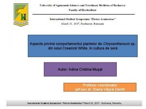 Aspecte privind comportamentul plantelor de Chrysanthemum sp din