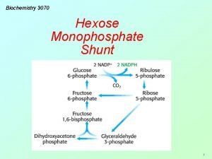 Biochemistry 3070 Hexose Monophosphate Shunt 1 Hexose Monophosphate