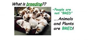 What is breeding People are not BRED Animals