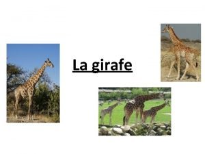 La girafe Plan de lexpos 1 Prsentation gnrale