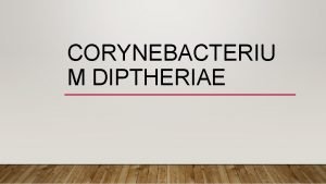 CORYNEBACTERIU M DIPTHERIAE GRAM POSITIVE RODS AEROBIC CORYNEBACTERIUM