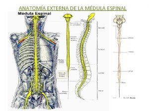 Médula espinal estructura