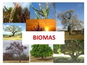 BIOMAS BIOMAS MUNDIAIS BIOMAS AQUTICOS Existem trs Biomas