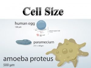 Why are cells small