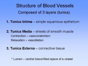 Structure of Blood Vessels Composed of 3 layers