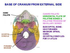 BASE OF CRANIUM FROM EXTERNAL SIDE HARD PALATE