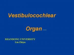 Vestibulocochlear Organ SHANDONG UNIVERSITY Liu Zhiyu The Vestibulocochlear