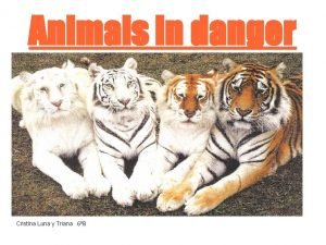 Tiger triana