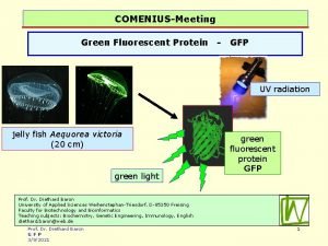 COMENIUSMeeting Green Fluorescent Protein GFP UV radiation jelly