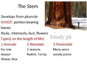 The stem develops from