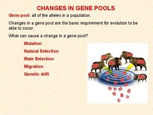 CHANGES IN GENE POOLS Gene pool all of