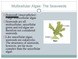 Multicellular Algae The Seaweeds Seaweeds macrophytes Large multicellular