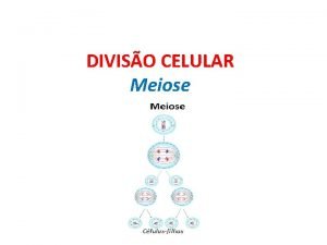 DIVISO CELULAR Meiose Diviso Celular Meiose INTRFASE Intrfase