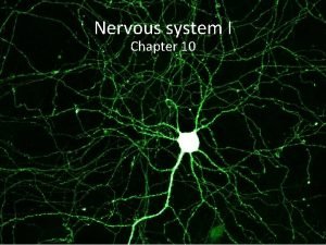 Nervous system I Chapter 10 Nervous system Trillions
