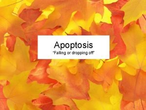 Apoptosis Falling or dropping off Ughhhh http focosi