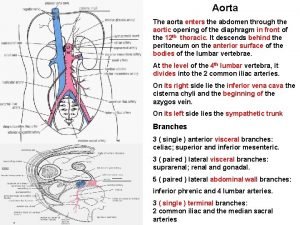 Aorta The aorta enters the abdomen through the