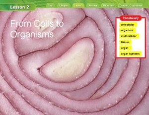 How are unicellular and multicellular organisms alike