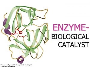 ENZYME BIOLOGICAL CATALYST Enzyme As Catalyst All enzymes