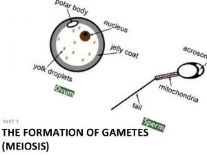 PART 3 THE FORMATION OF GAMETES MEIOSIS The