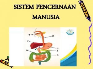 Enzim pencernaan dan fungsinya